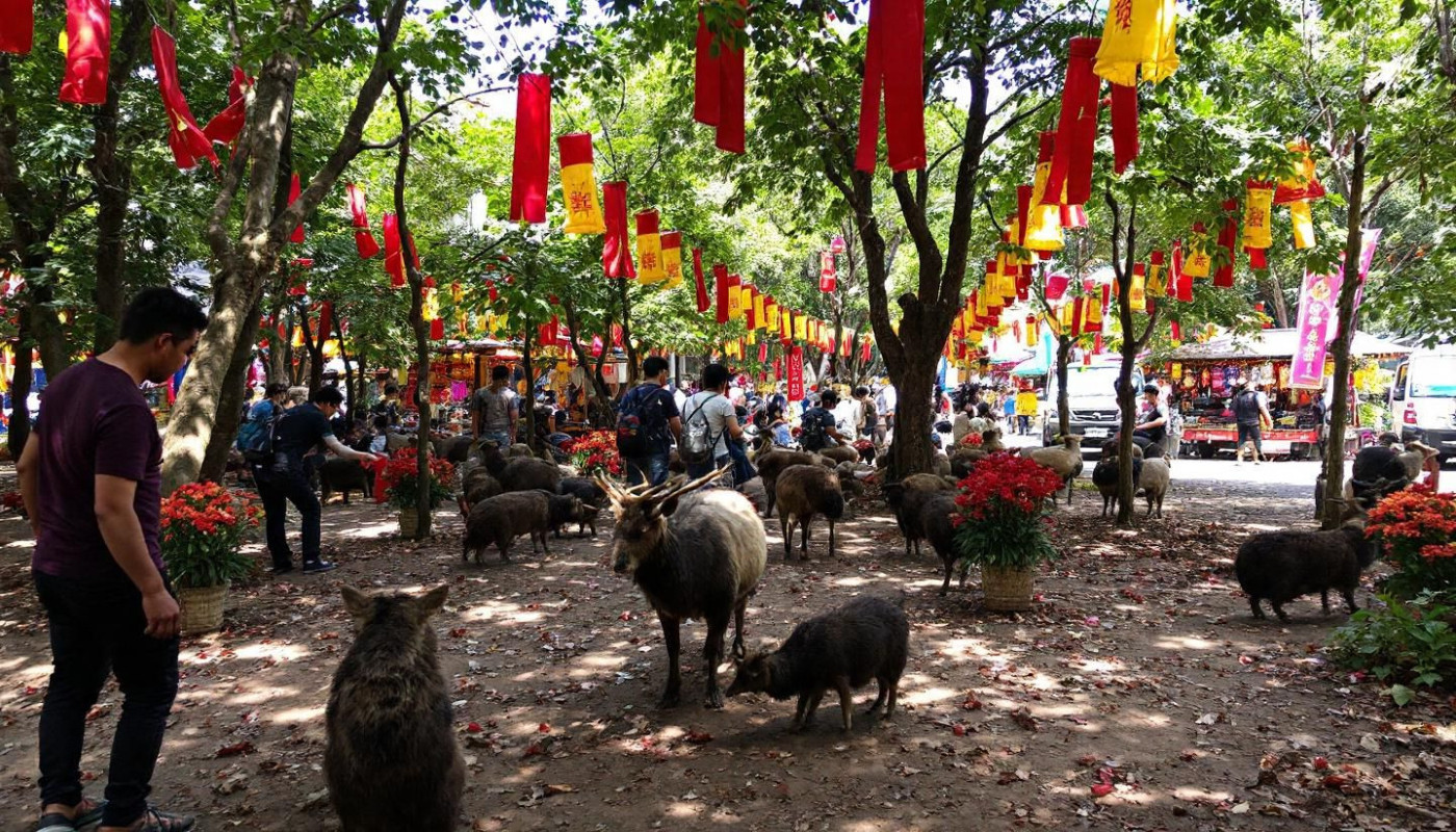 Impact des festivals traditionnels sur la faune locale