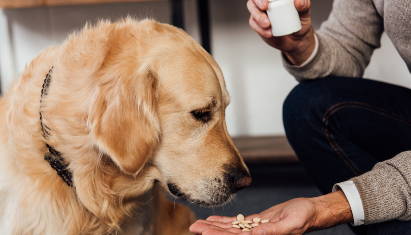 Les médicaments naturels pour l'arthrose du chien : la solution sans effets secondaires